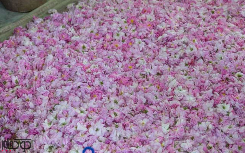 بهترین مناطق ایران برای جمع‌آوری گلاب در بهار